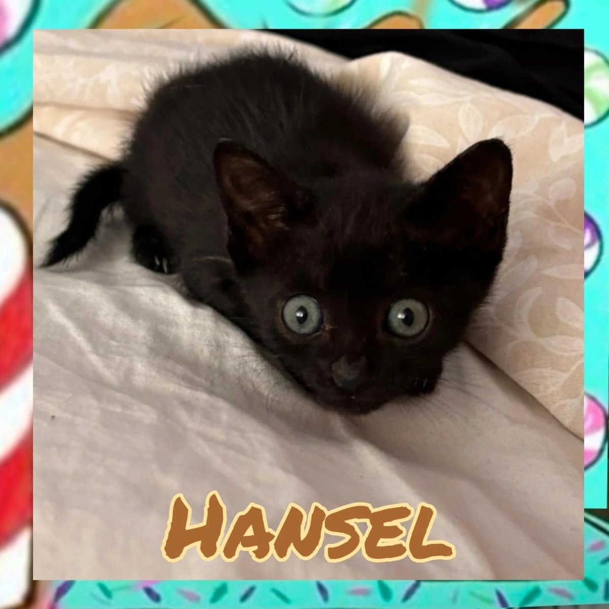 Protectora de Málaga tweet media