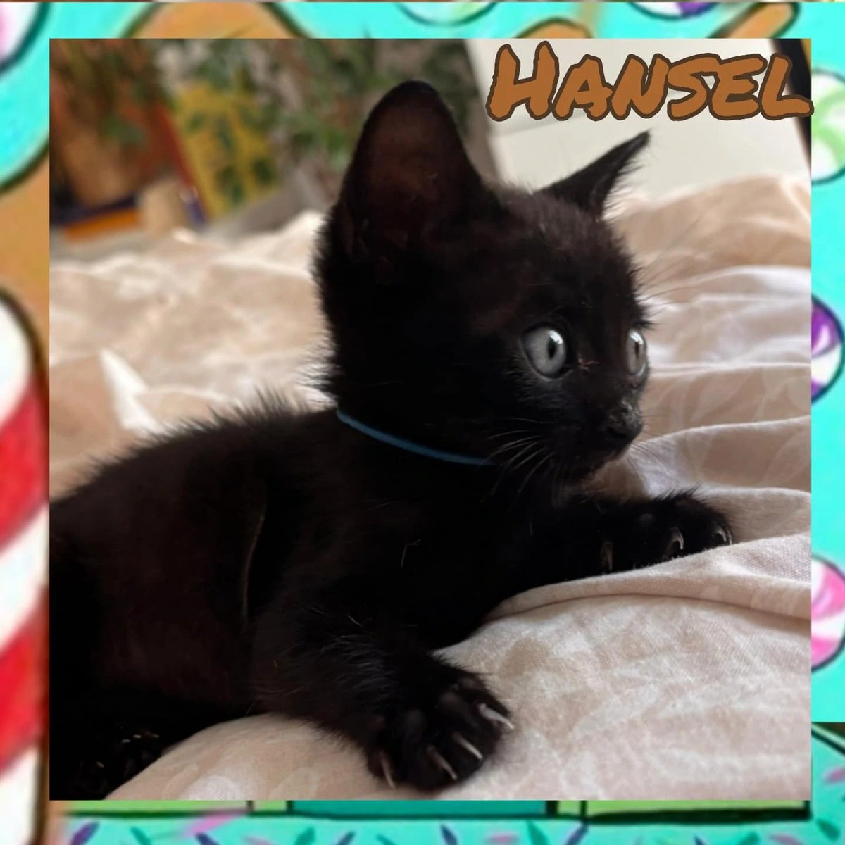 Protectora de Málaga tweet media