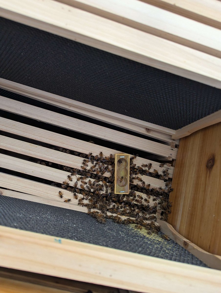 RandomOfNowhere's tweet photo. The new hive is getting settled in, don't have photos from this week as they were a bit unhappy to see me, but here is them working the queen out last week :) https://t.co/SYF8yebRui