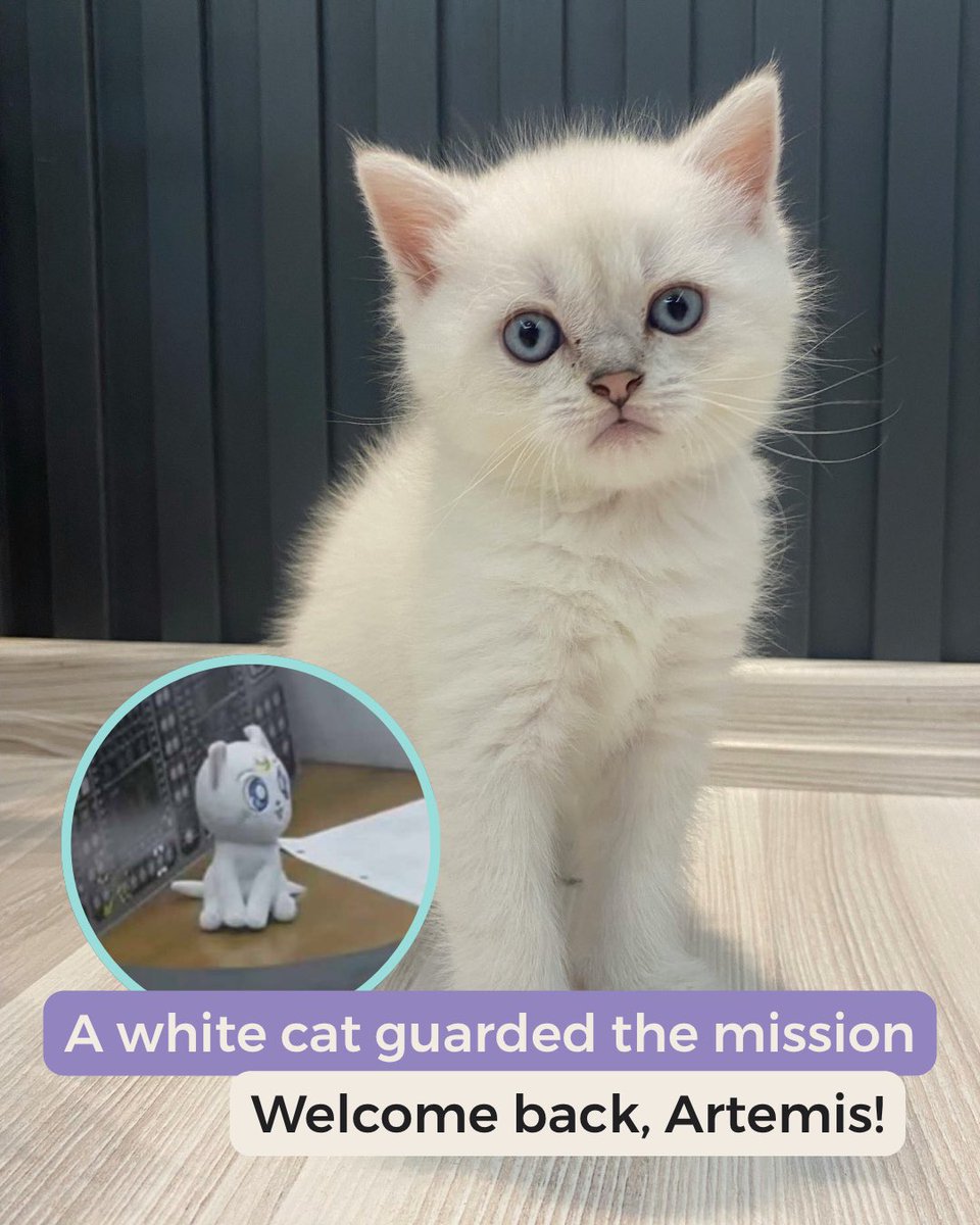 FussieCat's tweet photo. Welcome back, Artemis.
Here’s a white cat compilation to celebrate 😸✨

“Artemis” is also the name of Sailor Moon’s iconic white cat guardian… so this feels kind of perfect 💛

#whitecat #sailormoon #artemis #cat https://t.co/RoBt1WaUI9