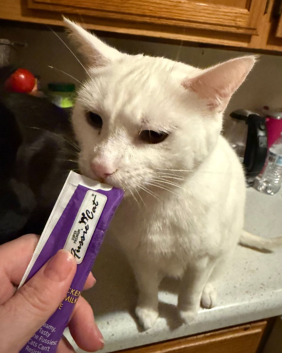 FussieCat's tweet photo. Welcome back, Artemis.
Here’s a white cat compilation to celebrate 😸✨

“Artemis” is also the name of Sailor Moon’s iconic white cat guardian… so this feels kind of perfect 💛

#whitecat #sailormoon #artemis #cat https://t.co/RoBt1WaUI9