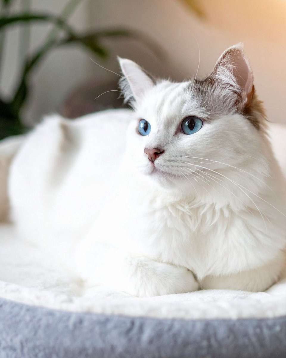 FussieCat's tweet photo. Welcome back, Artemis.
Here’s a white cat compilation to celebrate 😸✨

“Artemis” is also the name of Sailor Moon’s iconic white cat guardian… so this feels kind of perfect 💛

#whitecat #sailormoon #artemis #cat https://t.co/RoBt1WaUI9