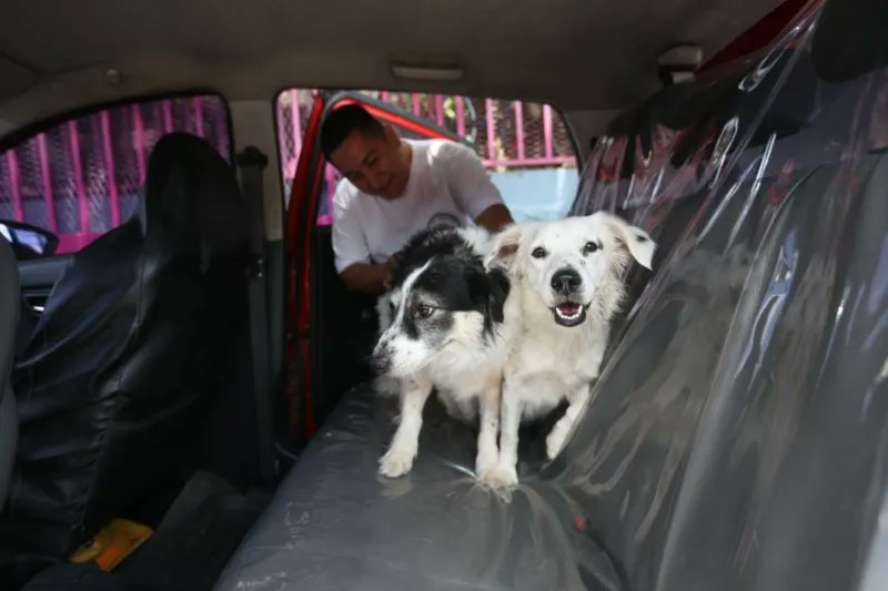 alertanoti's tweet photo. TAXI PARA MASCOTAS: EL EMPRENDIMIENTO SALVADOREÑO QUE NACIÓ EN PANDEMIA Y CONQUISTA CORAZONES

“Taxi para Mascotas” es un emprendimiento salvadoreño creado en 2020 por Rosa María y William Cubías, quienes, tras perder sus empleos durante la pandemia, decidieron ofrecer un servicio especializado para transportar animales de compañía.

La iniciativa surgió al notar las dificultades que enfrentaban las personas para movilizar a sus mascotas, convirtiéndose en una opción confiable para traslados a veterinarias, paseos, viajes y otros destinos dentro del país.

El servicio se caracteriza por brindar atención personalizada, priorizando la seguridad, higiene y bienestar de cada animal. Incluso, cuentan con la modalidad “Los Hacemos por Ti”, para quienes no pueden acompañar a sus mascotas.

Con el paso del tiempo, este proyecto ha ganado la confianza de sus clientes, posicionándose como una alternativa innovadora que combina transporte con cuidado y dedicación hacia los peluditos.