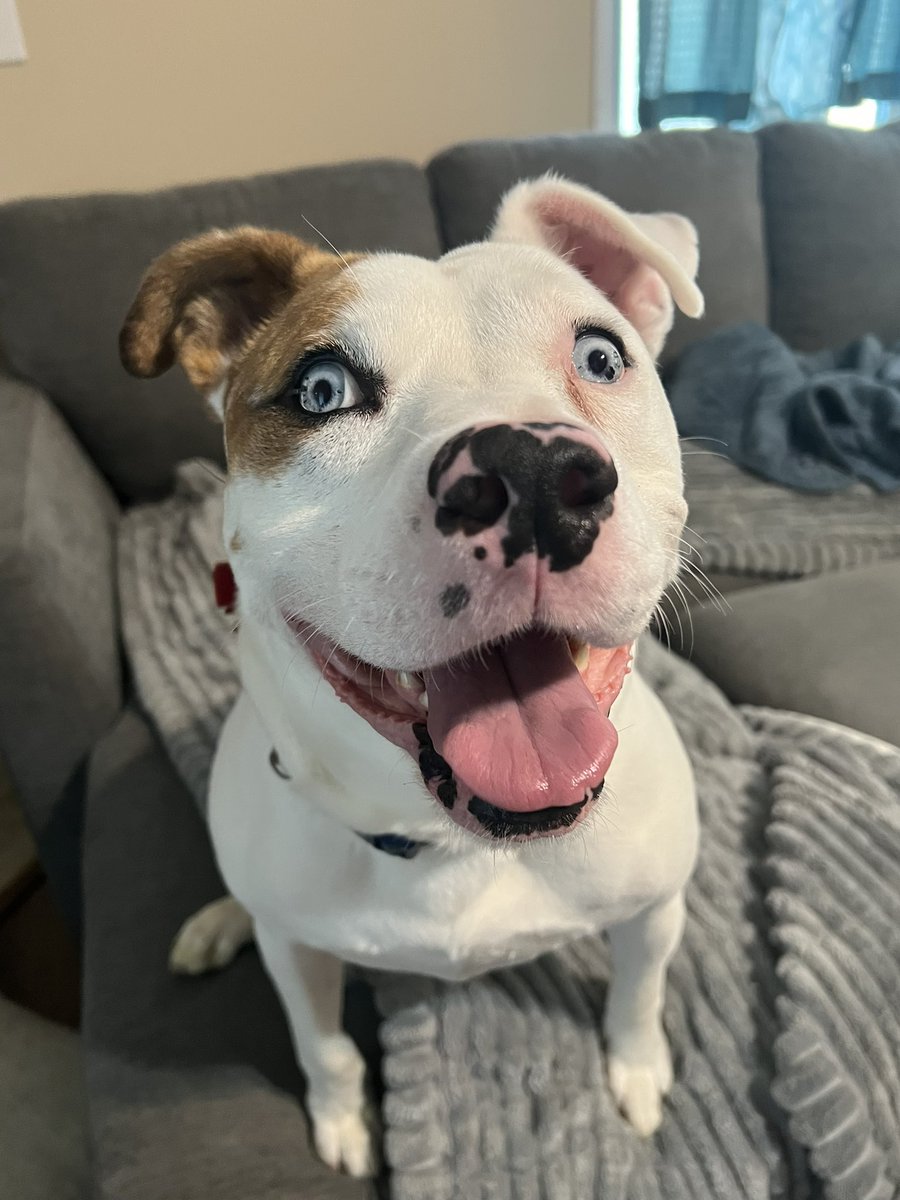 Kabu💫💥 (Another Phase Clipper?) tweet media