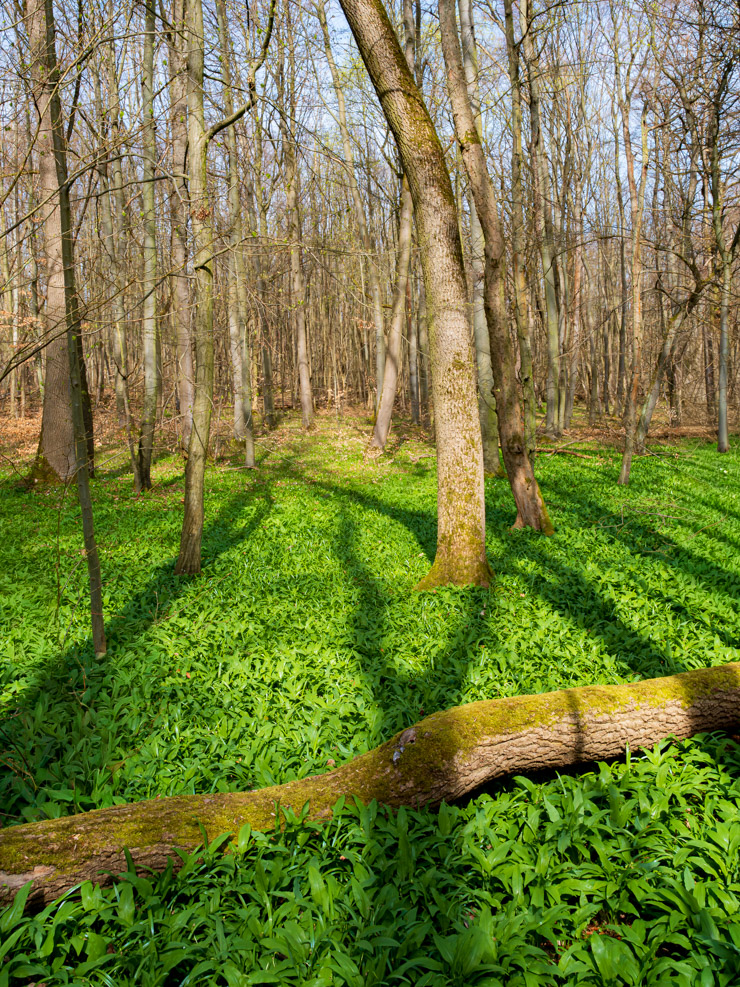 iCalMeYou's tweet photo. #NationalparkHainich

Ein kurzer Spaziergang in einem besonderen Wald.

https://t.co/XcTMZ4wrZd https://t.co/YBKiA4Op9w