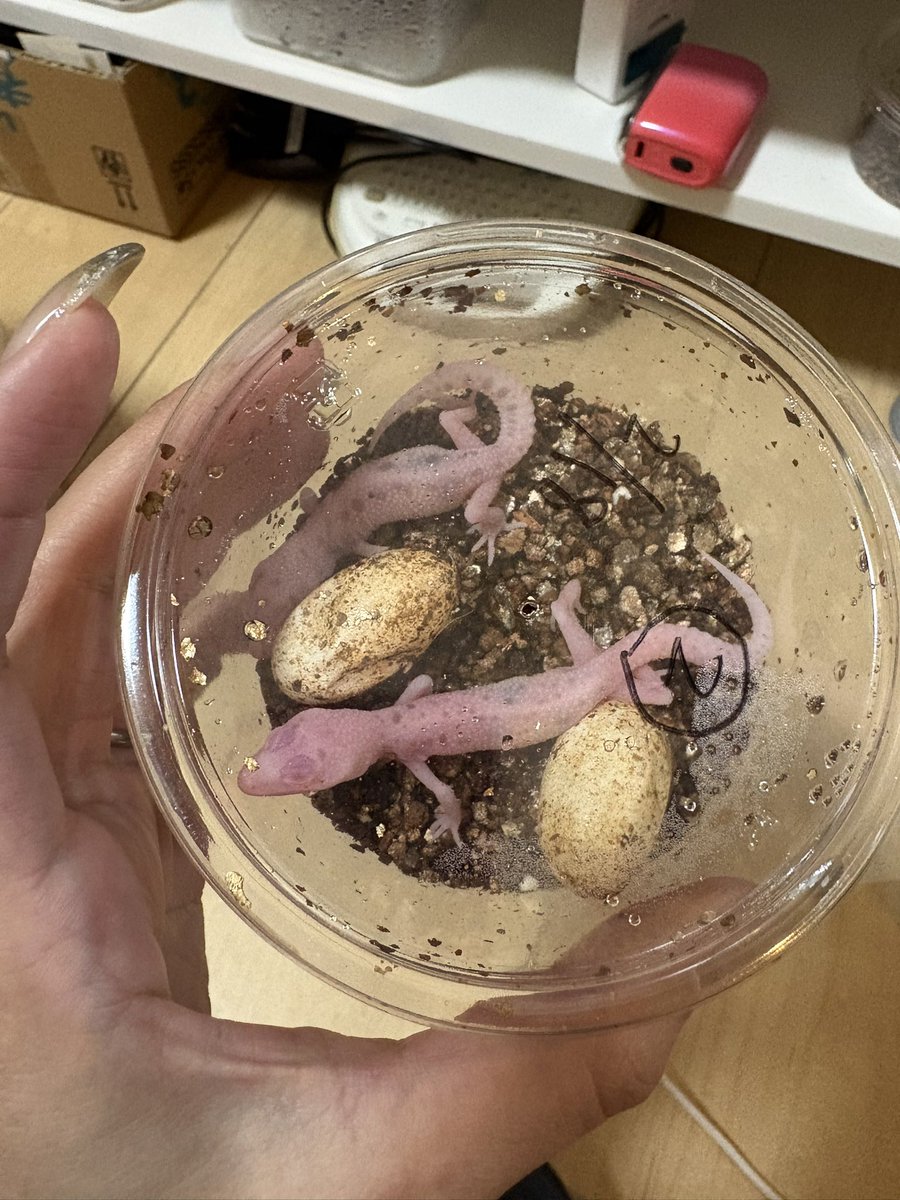 R06248174's tweet photo. 今年も始まってるでーい🦎✨️
今期はレオパはもちろんの事、ニシアフさんのおベビ見れて幸せなのです🤤♡♡ https://t.co/zGshmVO6zn