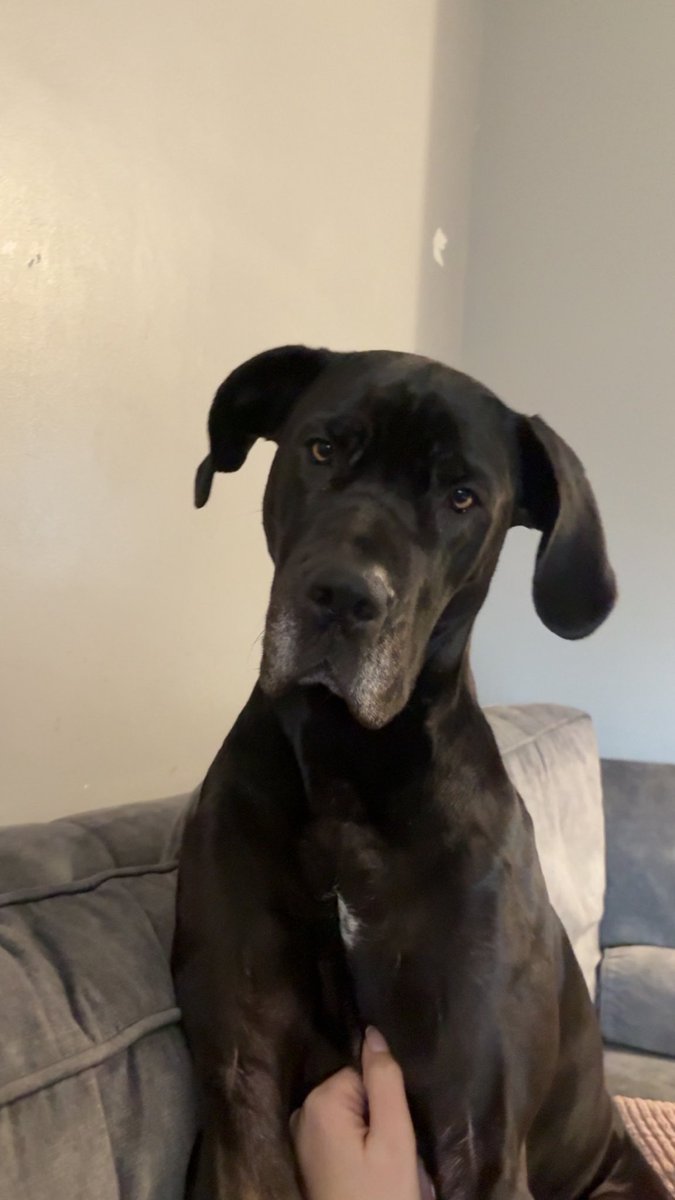 Help2Rehome Scotland tweet media