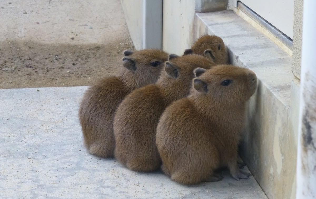 illumi of shedtwt 📧 tweet media