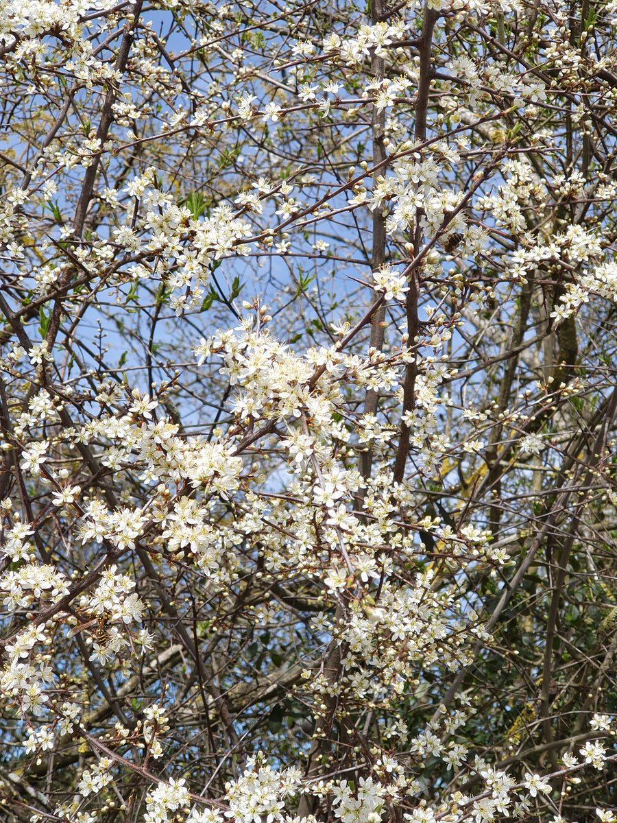Günter Schmidt tweet media