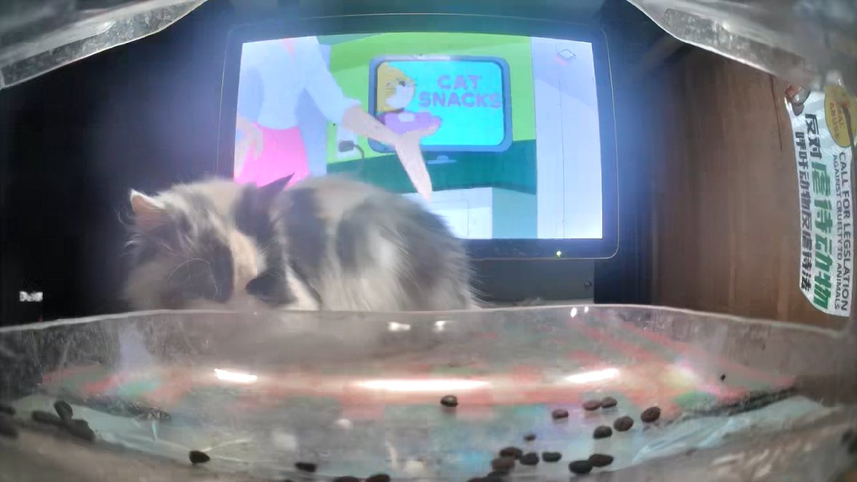 St. Rev. Dr. Rev ⏭️☯️🏴😻 tweet media