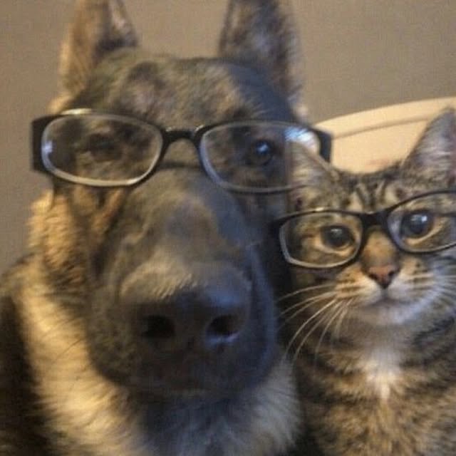 ThePetsX's tweet photo. https://t.co/oPaVDSebbk
