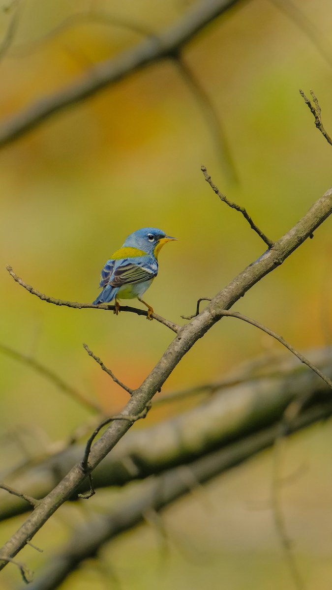 birds101 tweet media