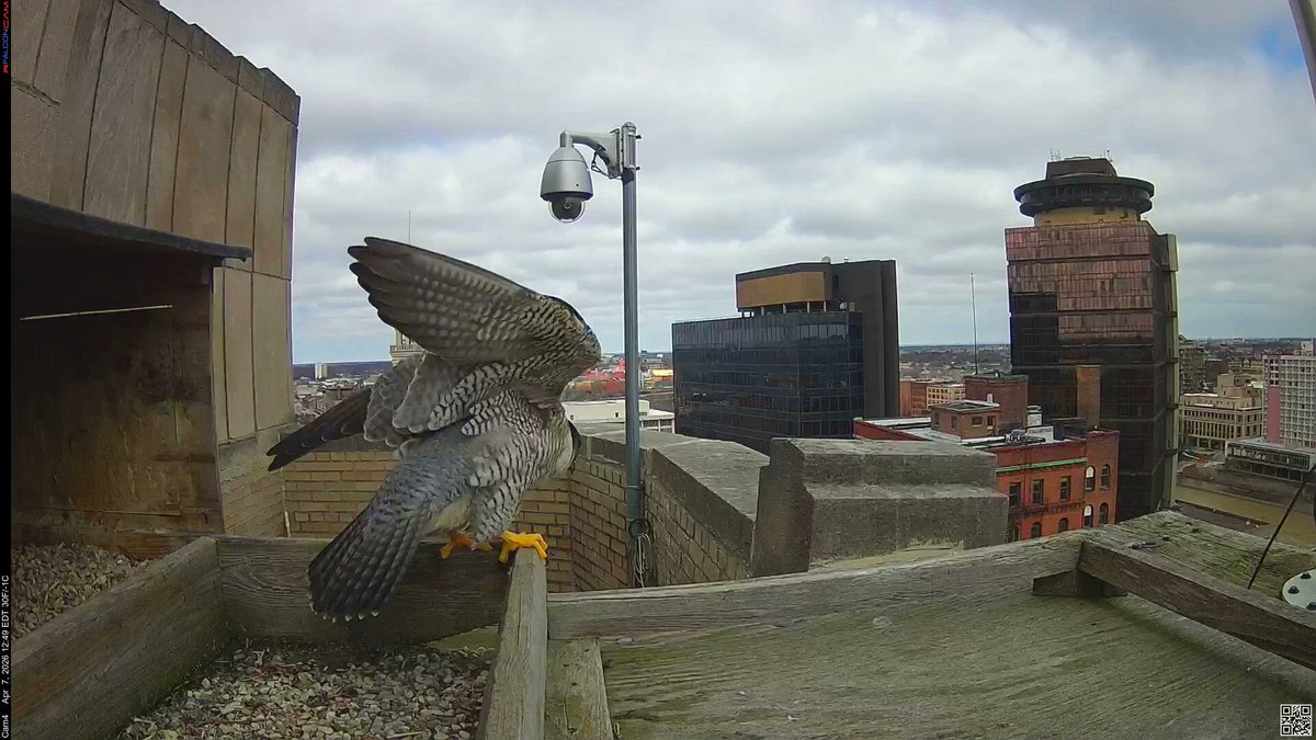 Rfalconcam tweet media