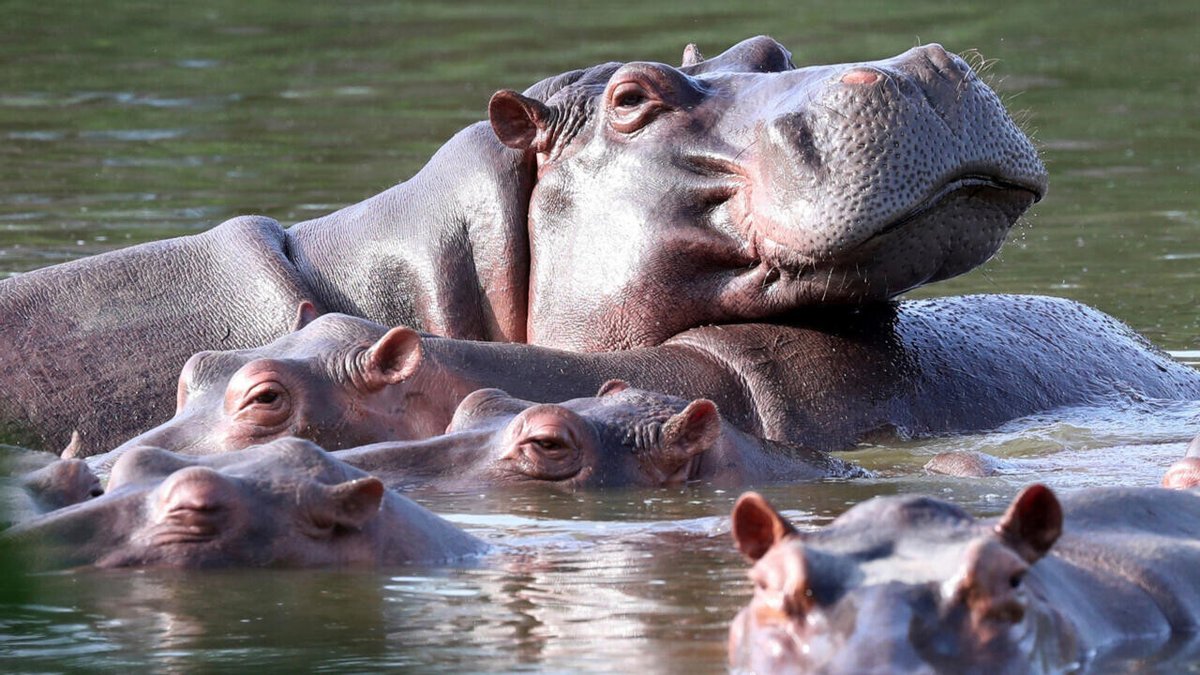 RFI's tweet image. Colombie: le gouvernement veut abattre 80 hippopotames introduits par Pablo Escobar
➡️ go.rfi.fr/Ipf