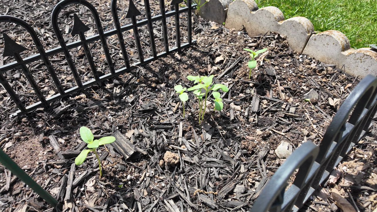 anOwlette tweet media