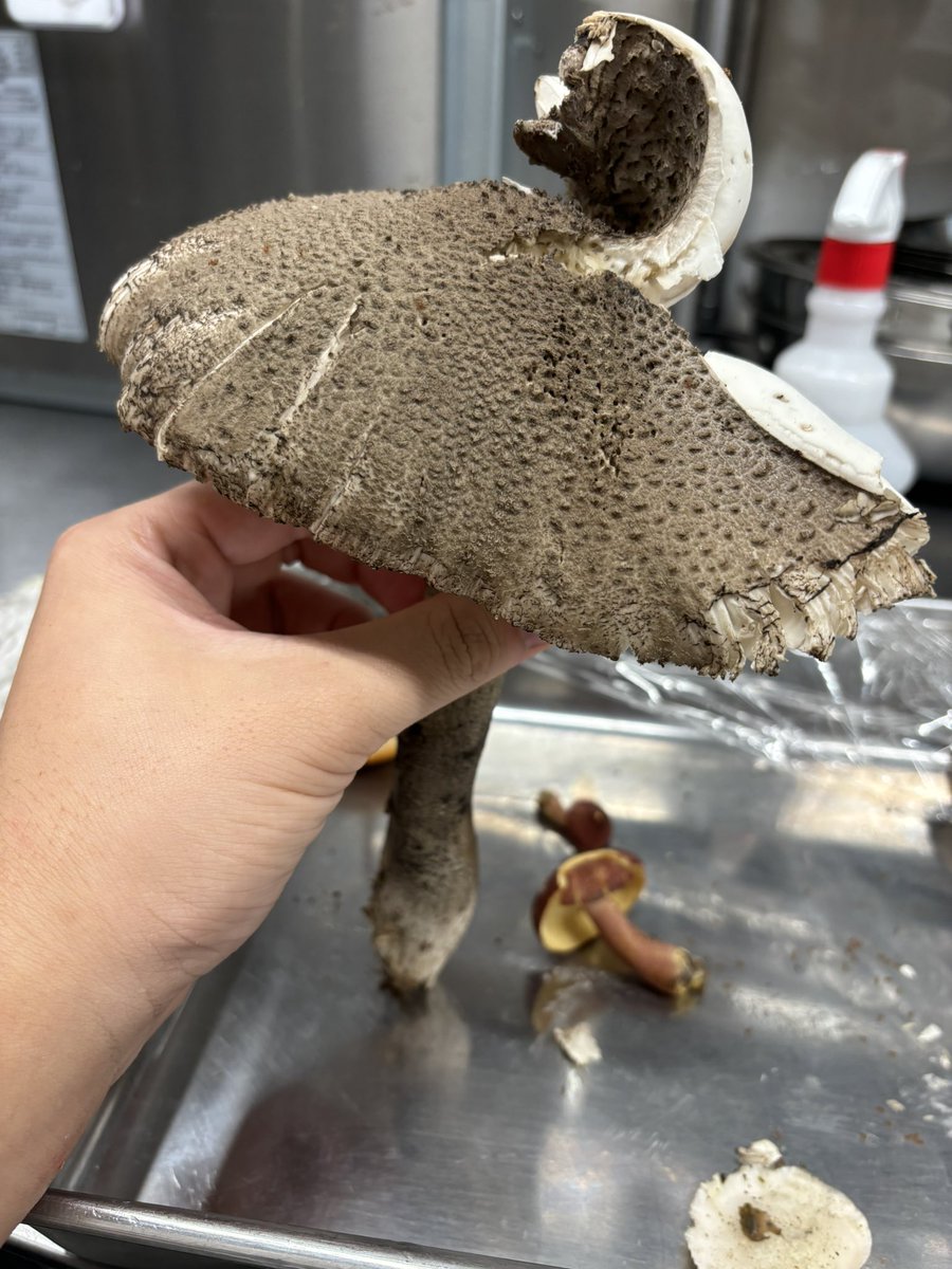 たんぬ茸 tweet media