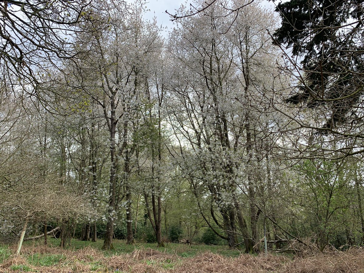 Spring flowers in a small gem of an ancient Wood Pasture: Thursford Wood in Norfolk. <a href="/NorfolkWT/">Norfolk Wildlife Trust</a> reserve. Bird Cherry at S end of range. Wood Sorrel. Primrose.  Huge Common Cherry - multi-trunked but I think all one tree. Do visit. No dogs. Many Blackcaps, Chiffchaffs, Nuthatches.