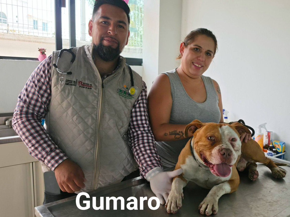 SoyNaucalpan's tweet image. 🐾 La Guardia Municipal de #Naucalpan detuvo a un presunto responsable de maltrato animal luego de que un video en el que se aprecia a un hombre de la colonia La Raquelito, agrediendo físicamente a un perro encadenado se viralizó en redes sociales; tres animales fueron rescatados