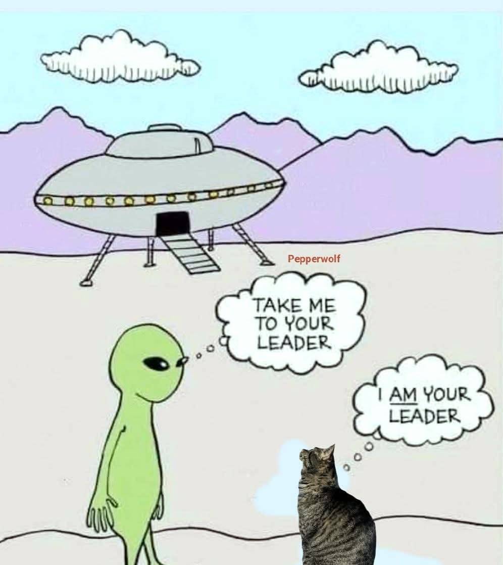Cats!