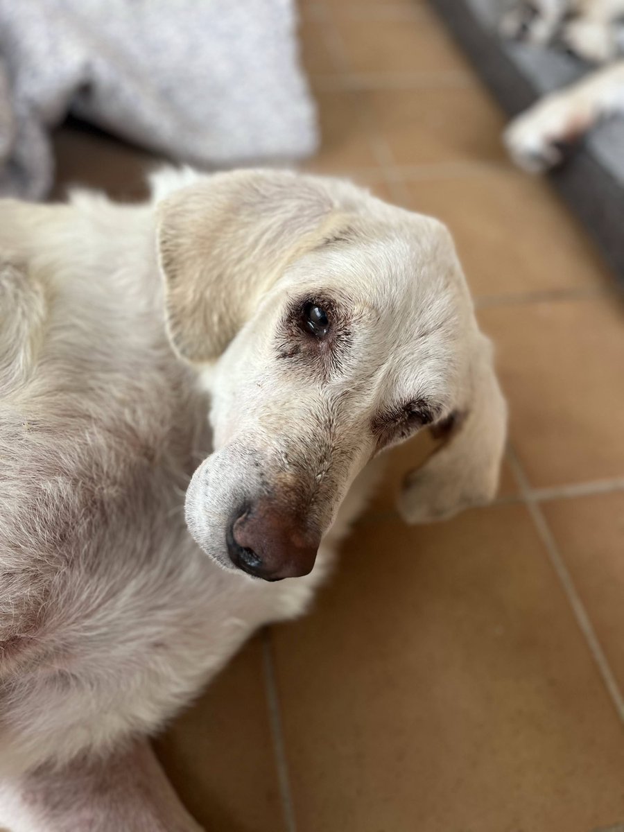 Protectora de Málaga tweet media