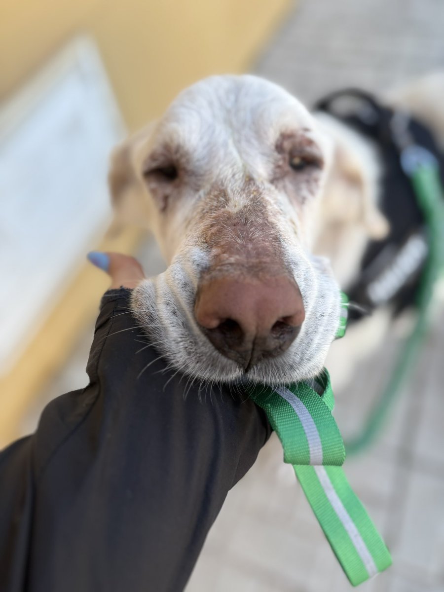 Protectora de Málaga tweet media