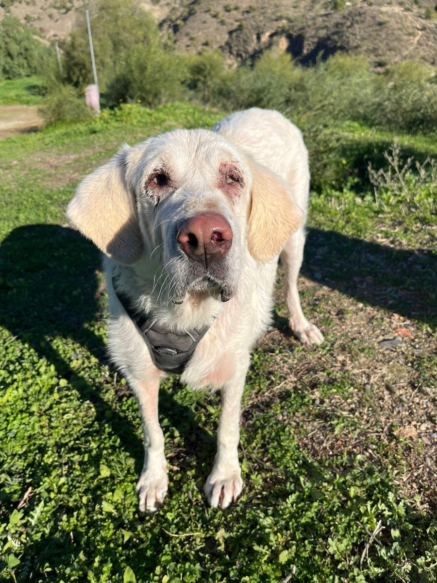Protectora de Málaga tweet media