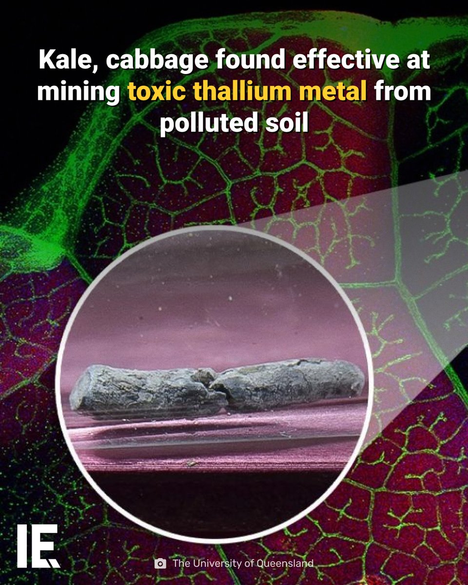 IntEngineering's tweet image. Kale isn't just healthy. It may help extract toxic metals for tech. bit.ly/4mMR6oN