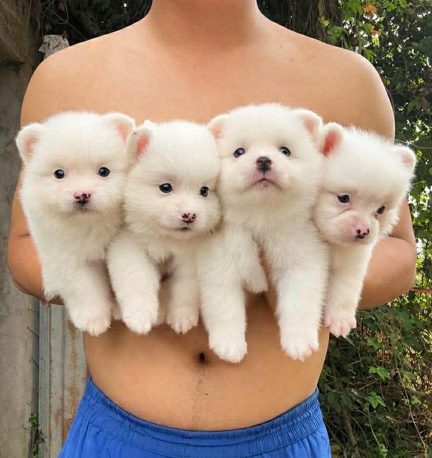 もふもふ天国🙀🐶🎊 tweet media