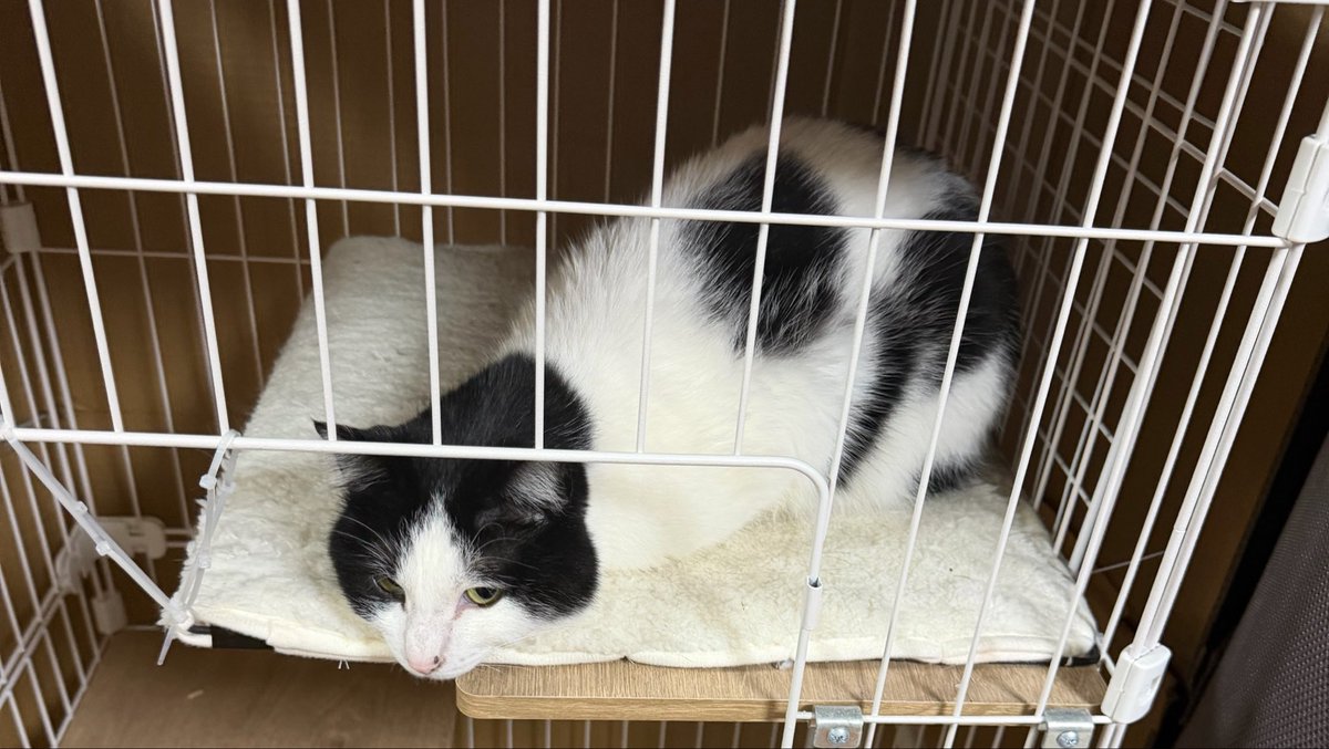 あんじゅ@GGPL名古屋 tweet media