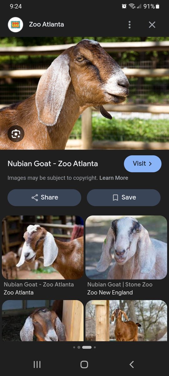 Filthy_Goblin's tweet photo. @747shove As someone who raises sheep and has raised goats in the past, he very much reads as goat. The rounded nose is called a "Roman nose" and is seen in several goat and sheep breeds. Only thing is i dont know a breed that has both a roman nose and upright ears https://t.co/qjThJZwhJr
