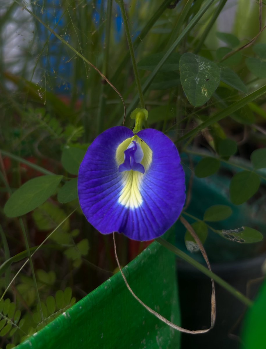 ❣️ pradhi tweet media