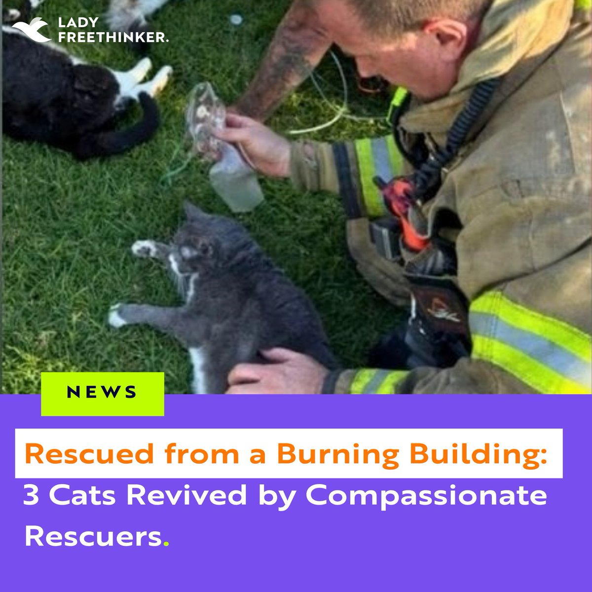 Lady Freethinker tweet media