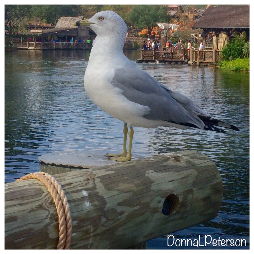 Joe Eliseon tweet media