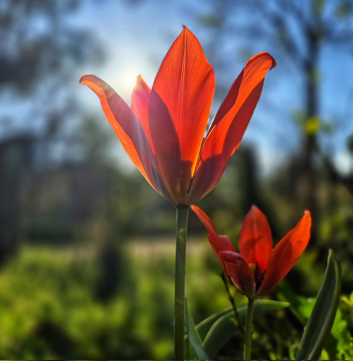 Milieu en dierenagent Leontine tweet media