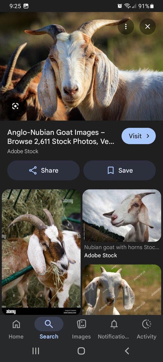 Filthy_Goblin's tweet photo. @747shove Also, the horns very much read as goat. Sheep horns curve much tighter to the head (like both of the example pictures you have for both sheep and goat... which are both sheep) goat horns curve more up and back (like billys) https://t.co/ORDmxXVQqK