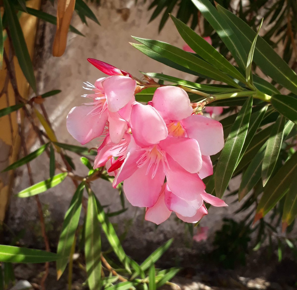 meninadevorando's tweet image. Oleandro (ou Espirradeira) #florzinhatwt