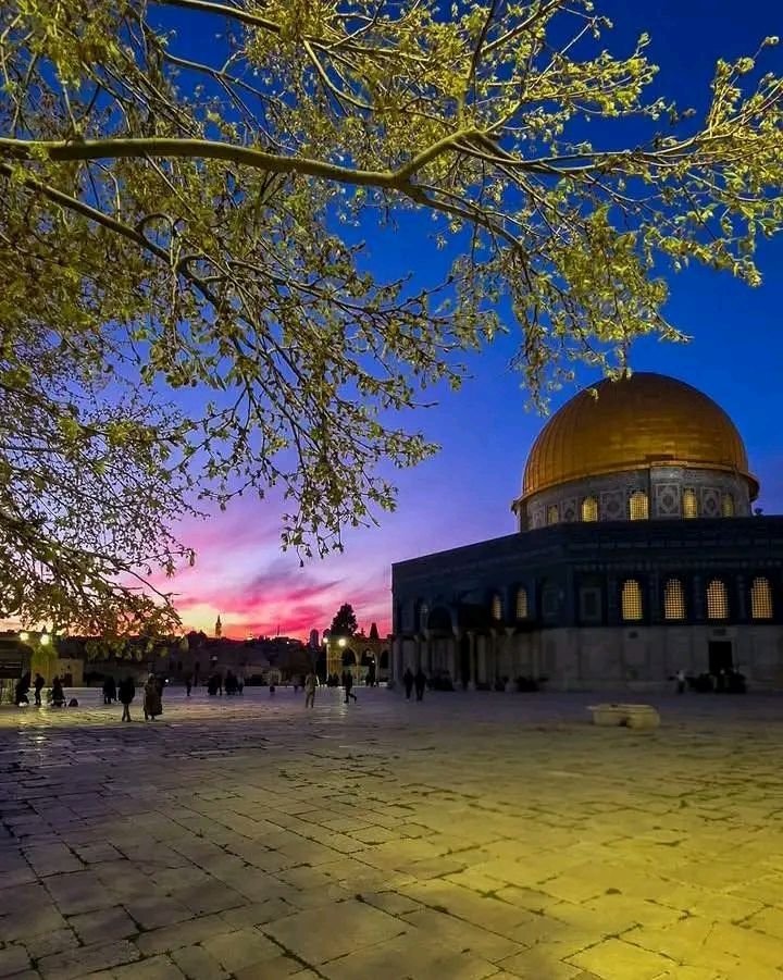 hayat AlRohh tweet media