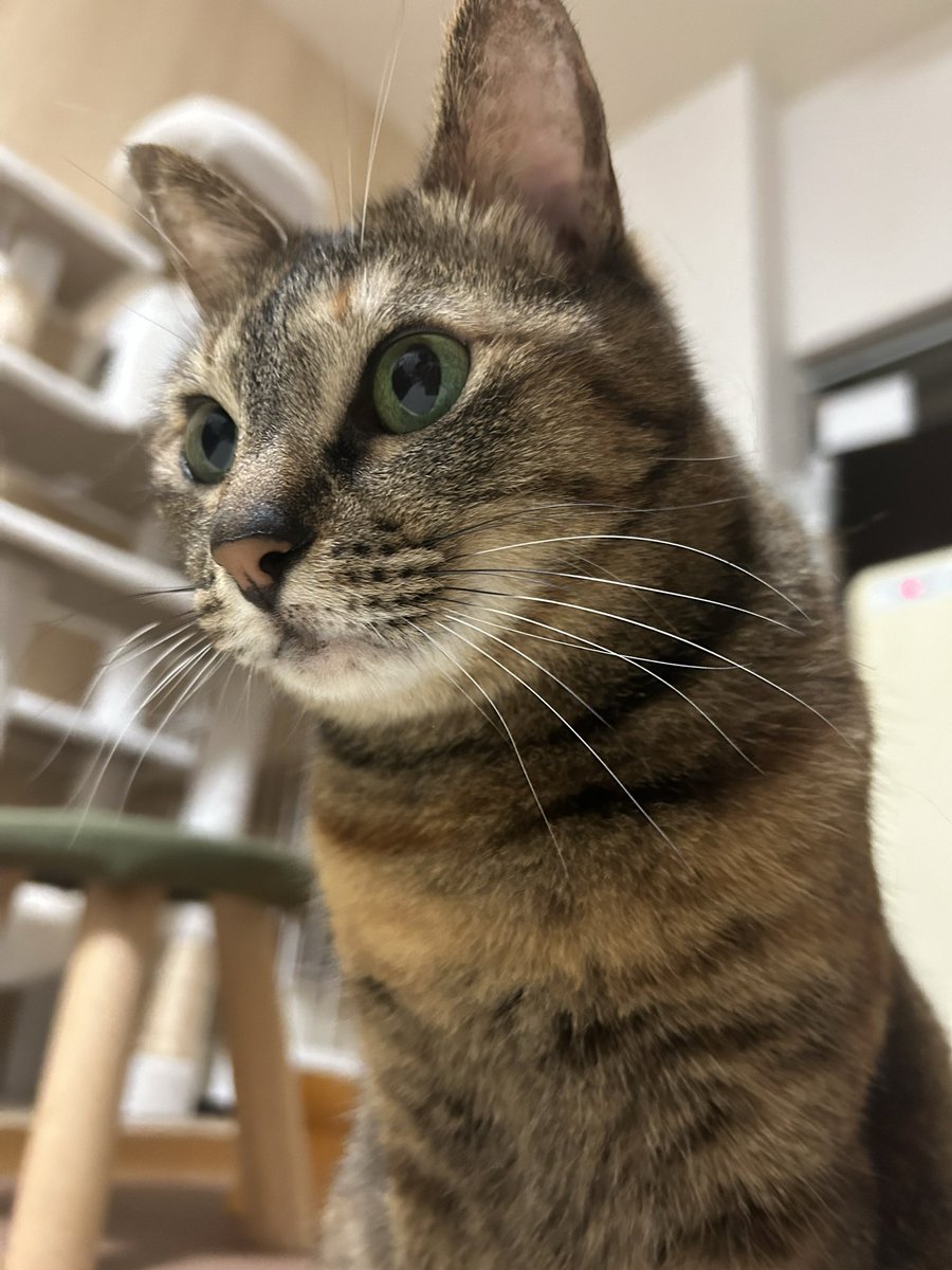 otoufprrn's tweet photo. ここ数日、毛玉を吐いていたのでブラッシング。🐱の換毛期がヤヴァイ。心なしか見た目もスッキリした？
もっと早く気づいてあげられたら良かった。ごめんね、、🥲 https://t.co/EhPIOxTNud