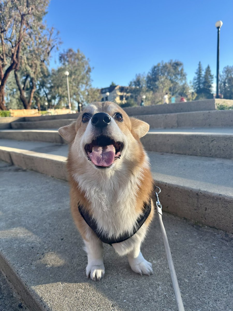 MATimoshchuk's tweet photo. One of a kind Loaf 🍞❤️ #corgi https://t.co/2JIbtASJqL