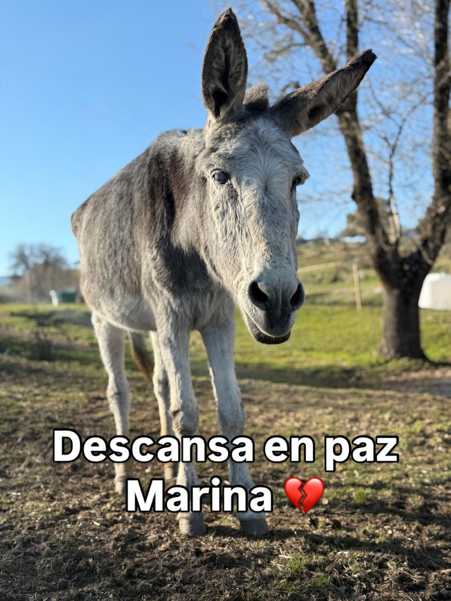 Santuario Vegan tweet media