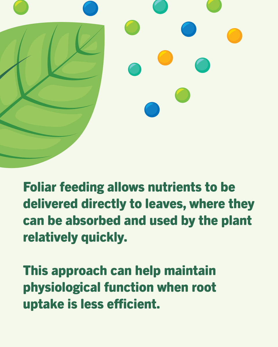 ValentBioStim's tweet photo. Stronger growth. Better efficiency. More consistent performance.

Foliar feeding helps soybeans stay on track when nutrient demand peaks and soil uptake falls short. By delivering nutrients - backed with the right biostimulants - directly to the leaf, plants can maximize growth and continue building toward yield.

The result?
✔ Improved nutrient availability during critical growth stages
✔ Support for canopy development
✔ Enhanced nutrient use promoted by biostimulants

It’s a simple way to reinforce your fertility program and derive the most value from your investment.

Read more: https://t.co/PVDbDLw0gl