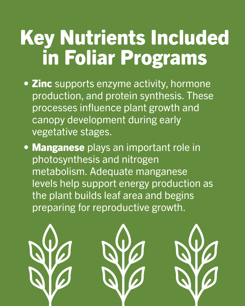 ValentBioStim's tweet photo. Stronger growth. Better efficiency. More consistent performance.

Foliar feeding helps soybeans stay on track when nutrient demand peaks and soil uptake falls short. By delivering nutrients - backed with the right biostimulants - directly to the leaf, plants can maximize growth and continue building toward yield.

The result?
✔ Improved nutrient availability during critical growth stages
✔ Support for canopy development
✔ Enhanced nutrient use promoted by biostimulants

It’s a simple way to reinforce your fertility program and derive the most value from your investment.

Read more: https://t.co/PVDbDLw0gl