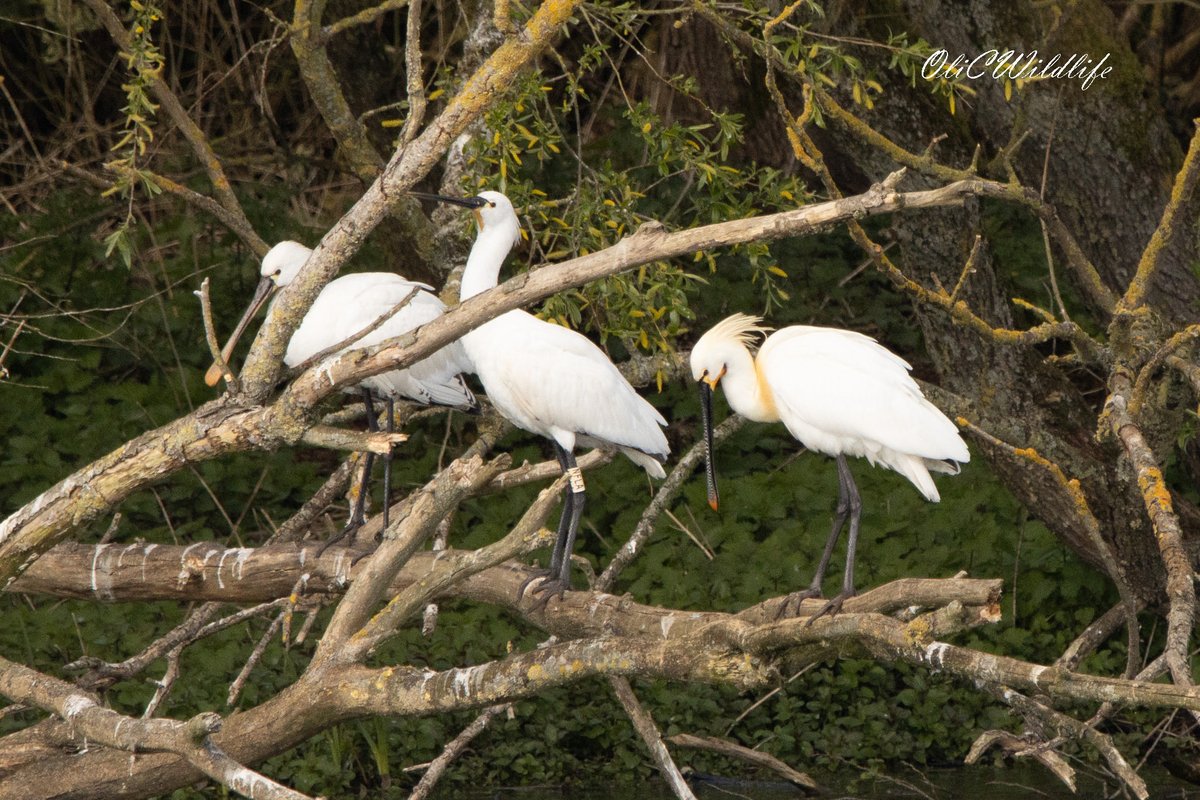 OliCWildlife's tweet image. A few shots from a couple of North-Essex sites this afternoon! Eurasian Spoonbills, European Adder, Common Nightingale, and Eurasian Sparrowhawk. #Birding #EssexBirding #UKBirding #WildlifePhotography