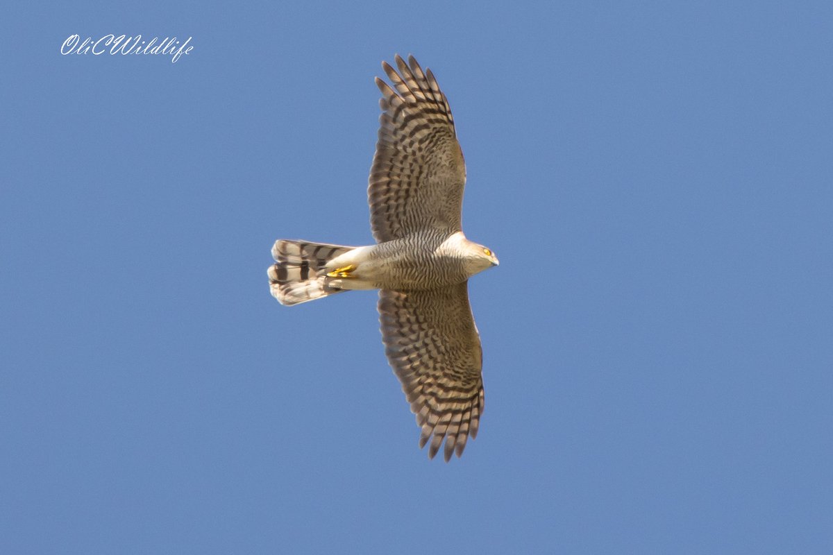 OliCWildlife's tweet image. A few shots from a couple of North-Essex sites this afternoon! Eurasian Spoonbills, European Adder, Common Nightingale, and Eurasian Sparrowhawk. #Birding #EssexBirding #UKBirding #WildlifePhotography