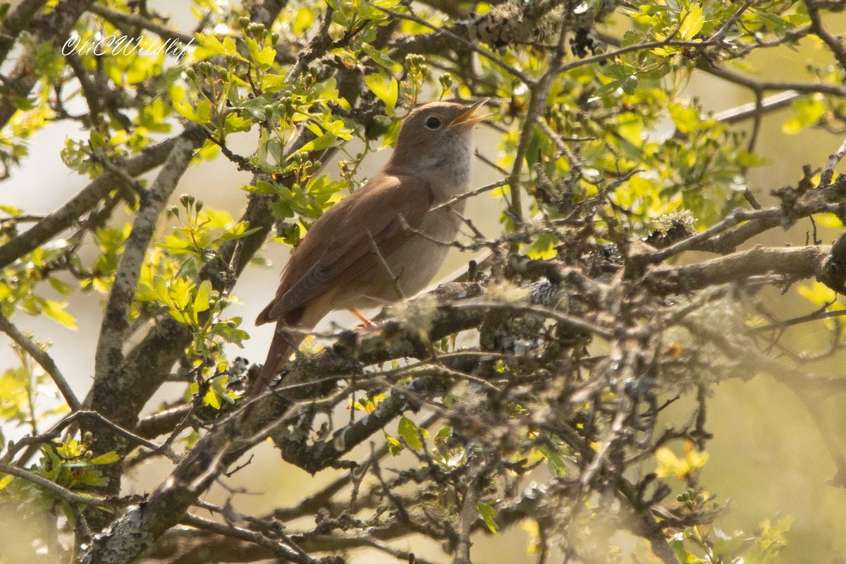 OliCWildlife's tweet image. A few shots from a couple of North-Essex sites this afternoon! Eurasian Spoonbills, European Adder, Common Nightingale, and Eurasian Sparrowhawk. #Birding #EssexBirding #UKBirding #WildlifePhotography