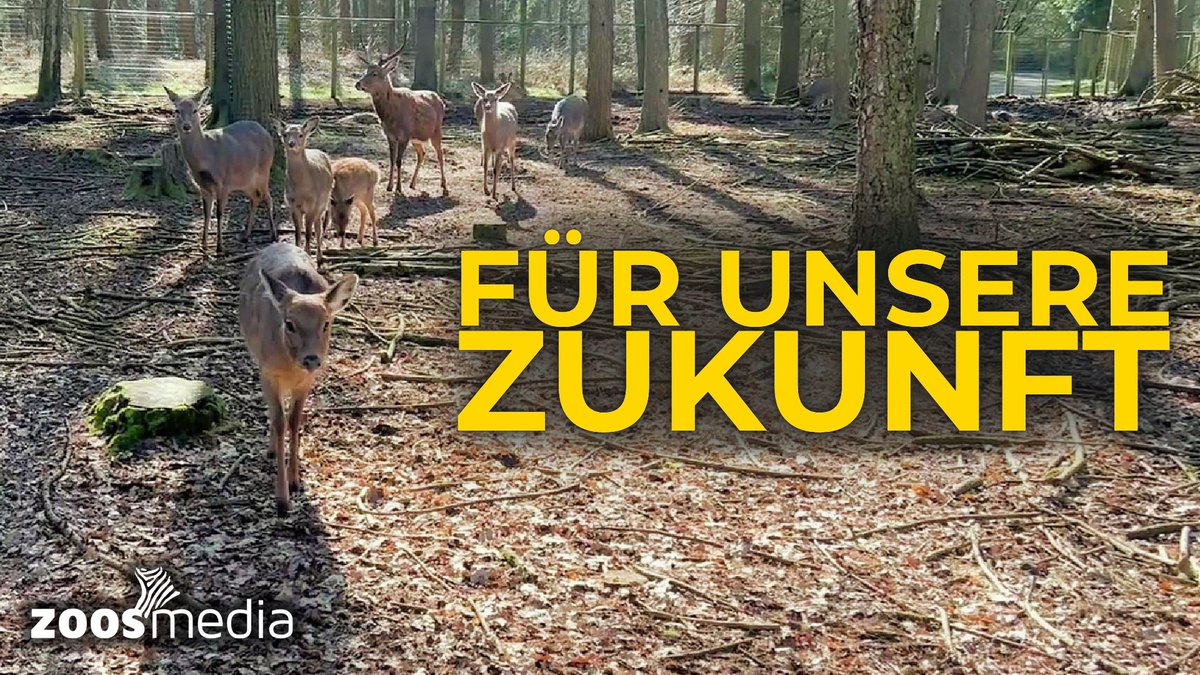 zoosmedia's tweet photo. Deer & Responsibility: Mission CONSERVATION at Magic Park Verden
▷ https://t.co/hyXE0rKYo9
This video takes a closer look at Magic Park Verden's conservation day.
#magicparkverden #conservation #zoos #animals #drdoernath #magicpark #deer #conservationday #zoosmatter 🦓 https://t.co/CDIIJ3fYz0