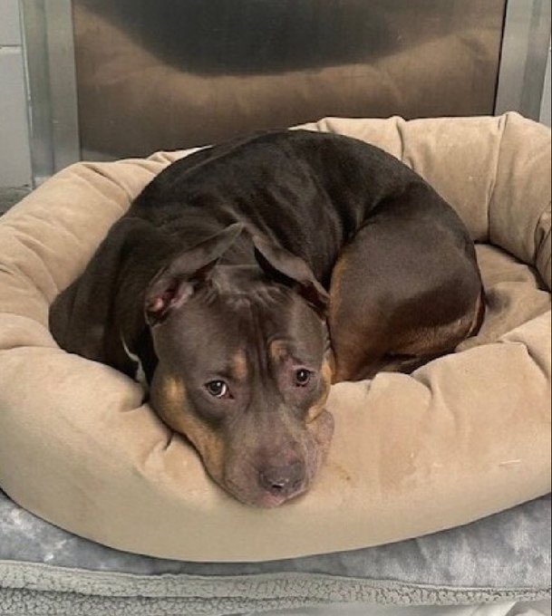 MoishesMom's tweet image. They killed Gorgeous Jazz a Doberman Pincher who was utterly terrified &amp;amp; petrified in this pound.