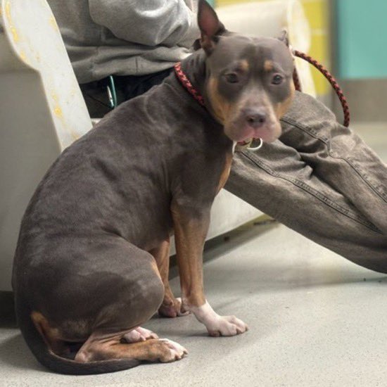 MoishesMom's tweet image. They killed Gorgeous Jazz a Doberman Pincher who was utterly terrified &amp;amp; petrified in this pound.