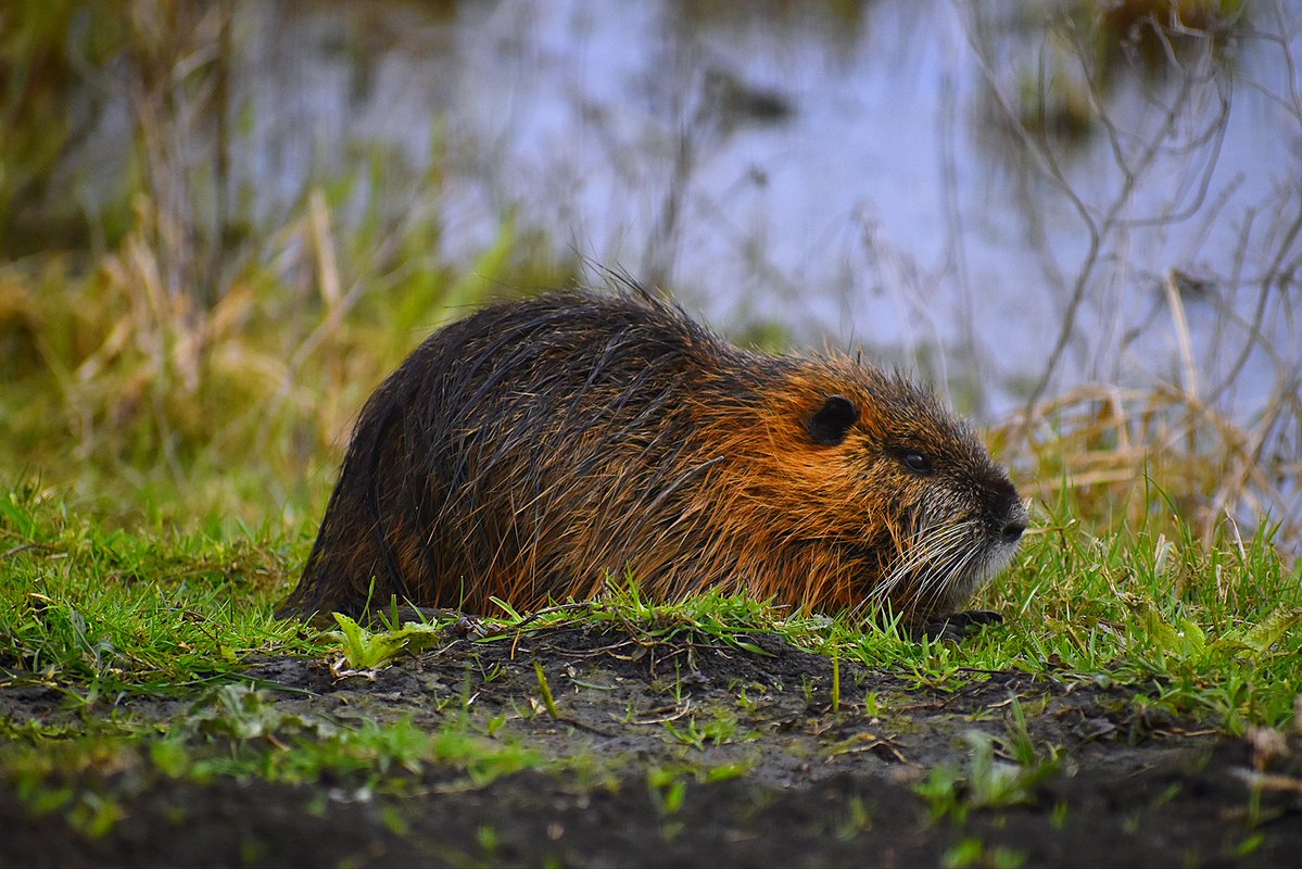 Kind_und_Kegel's tweet image. Impressionen aus dem Bingenheimer Ried. 🌿💙🌿 Das Foto zeigt eine #Nutria, bei der es sich um eine ursprünglich aus Südamerika stammende Nagetierart handelt. 🦫 Zwischen Schilf und Wasser fühlt sie sich längst auch hier zu Hause.