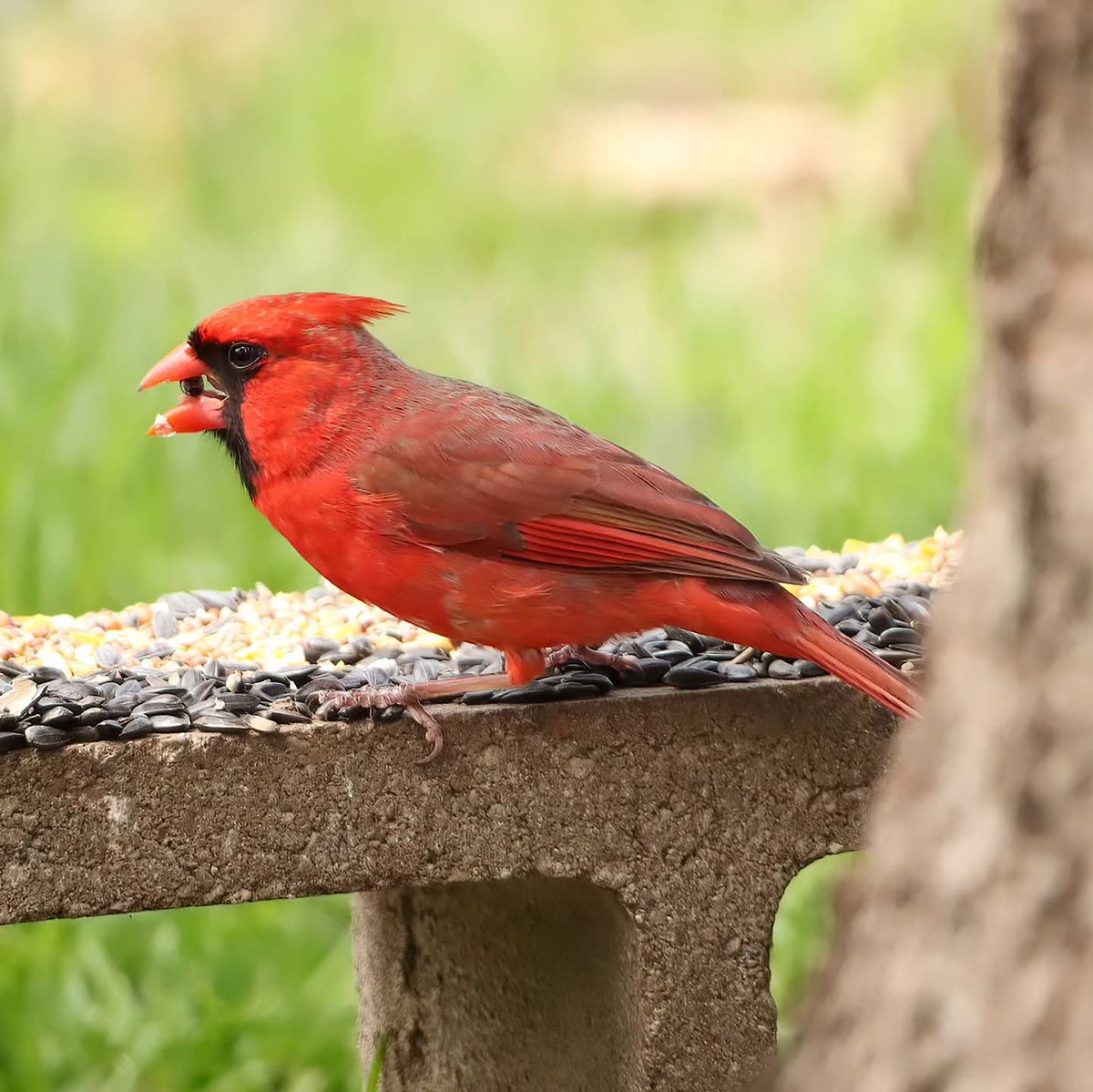 Mr. Cardinal enjoyed a leisurely afternoon snack...
#mrcardinal #malecardinals #malecardinal #cardinals #cardinal